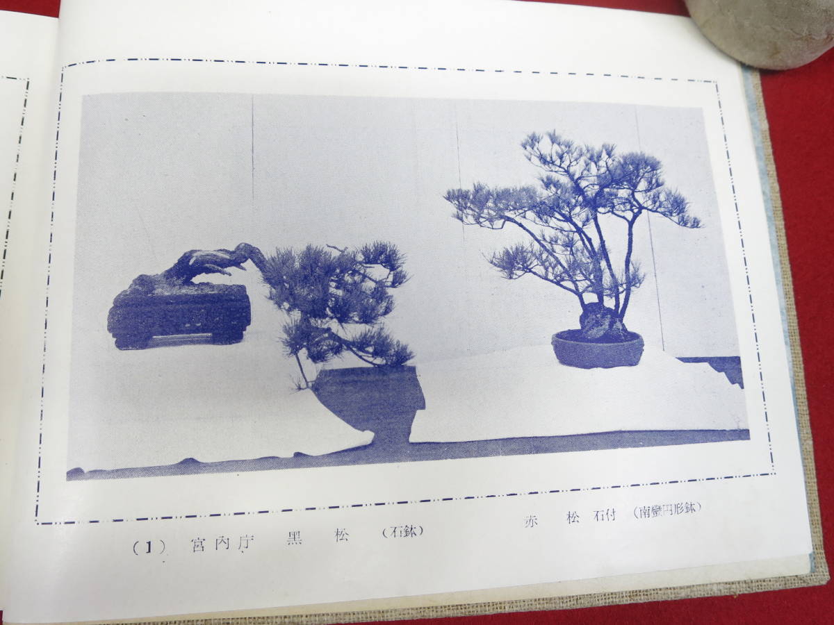大人気新作 国風盆栽展 日本盆栽協会写真集 60回〜88回 29冊 通販