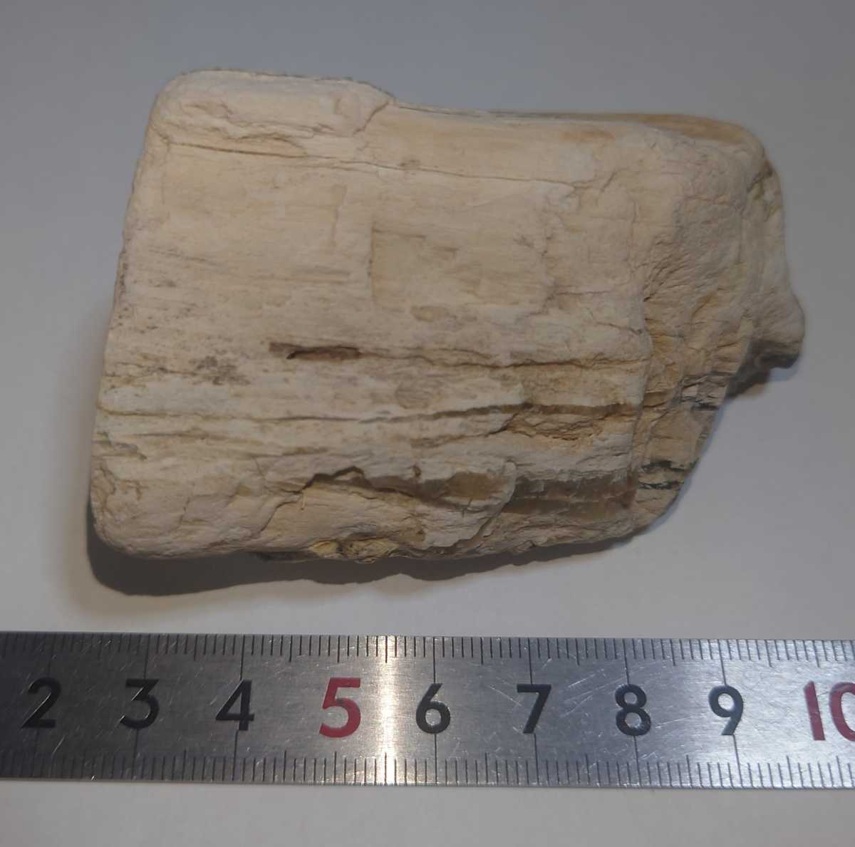 ＊珪化木(黒めのう付き) 茨城県産 国産鉱物化石標本の画像8