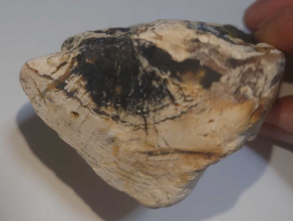 ＊珪化木(黒めのう付き) 茨城県産 国産鉱物化石標本の画像5