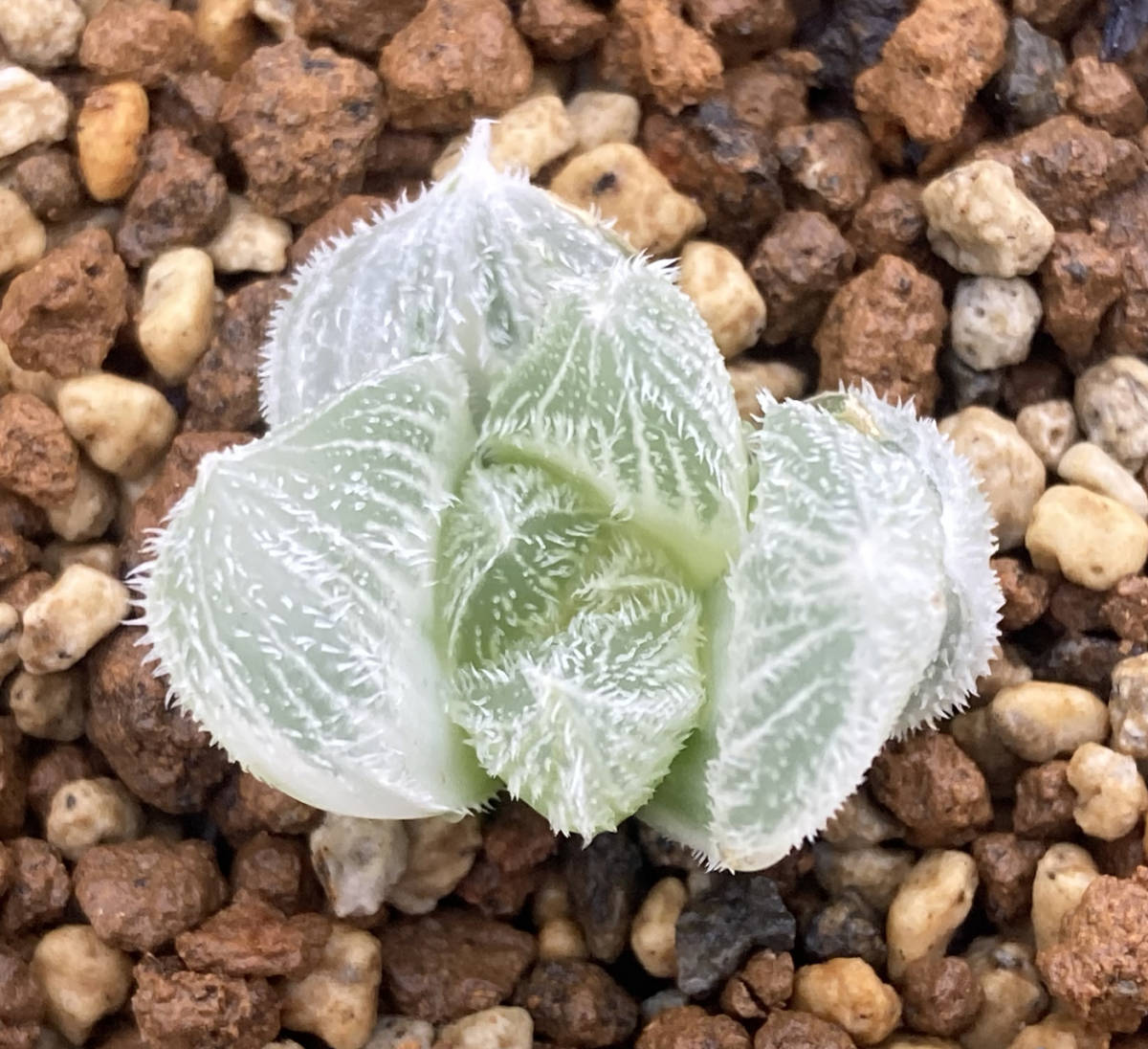 Yahoo!オークション - 多肉植物 ハオルチア 白狐伝 Yahoo!オークション - 多肉植物 ハオルチア 白狐伝