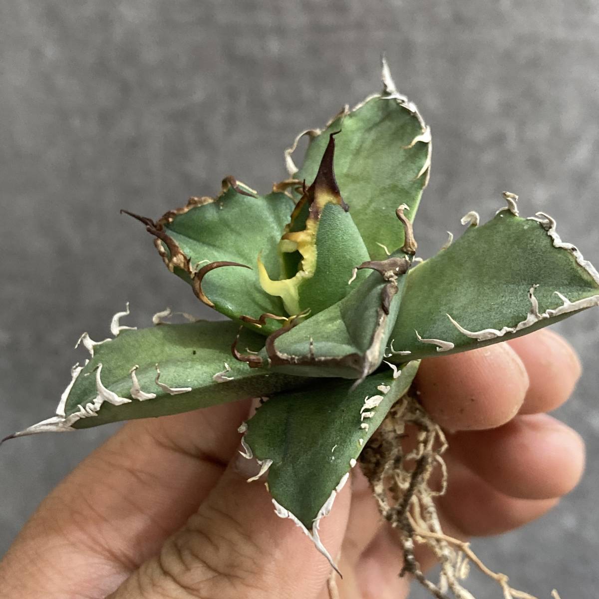 多肉植物 アガベ チタノタ シーザー 凱撒 4 | crazyphone.cl