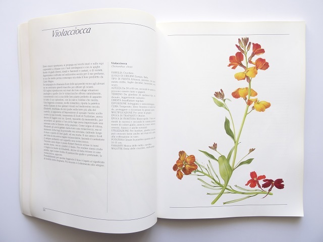 洋書◆花の画集 作品写真集 本 植物 図鑑_画像3