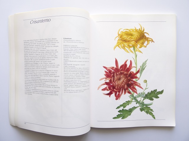 洋書◆花の画集 作品写真集 本 植物 図鑑_画像5
