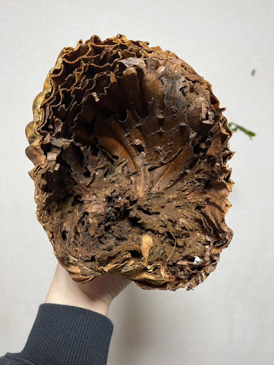 B15 XLサイズ ″太葉″ P.Ridleyi Wild Banten リドレイ リドレー