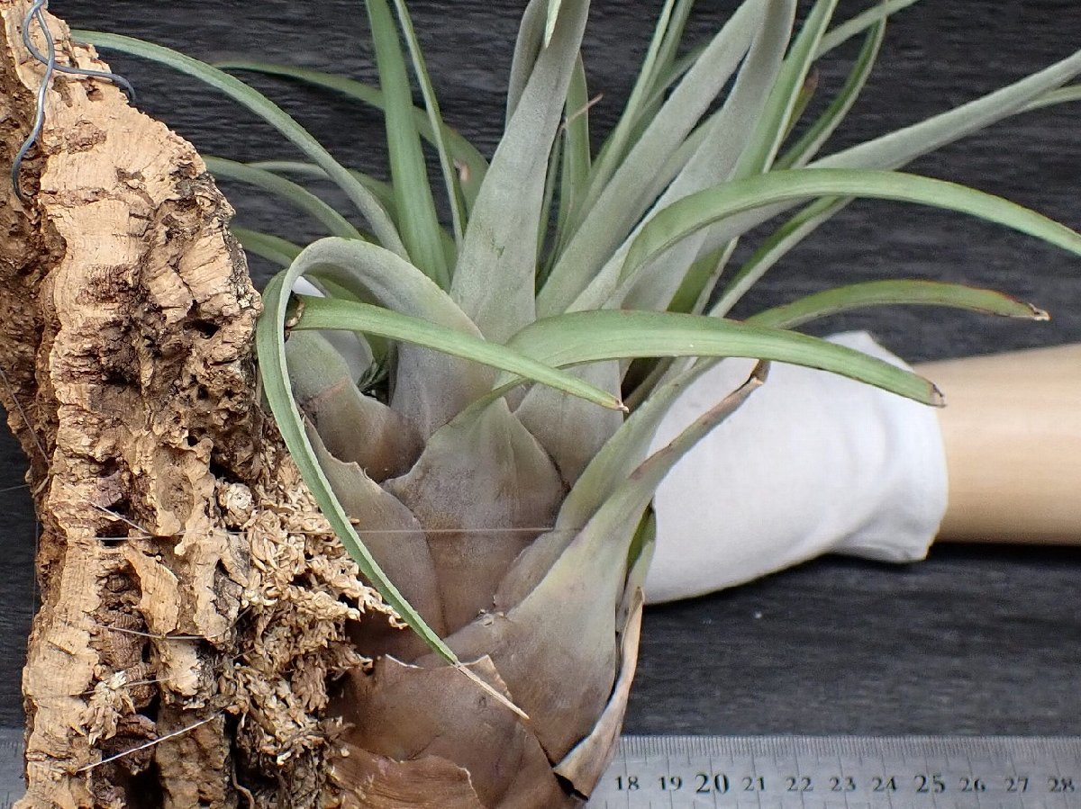 Yahoo!オークション - Tillandsia fragrans チランジア・フラグ Yahoo!オークション - Tillandsia fragrans チランジア・フラグ