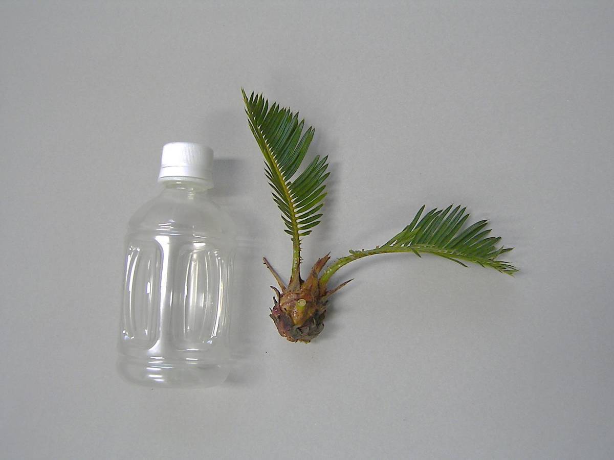  cycad <No.49>. stock [ small ] if 12 stock set [ middle ] if 8 stock set . iron ... seedling dry south heaven 