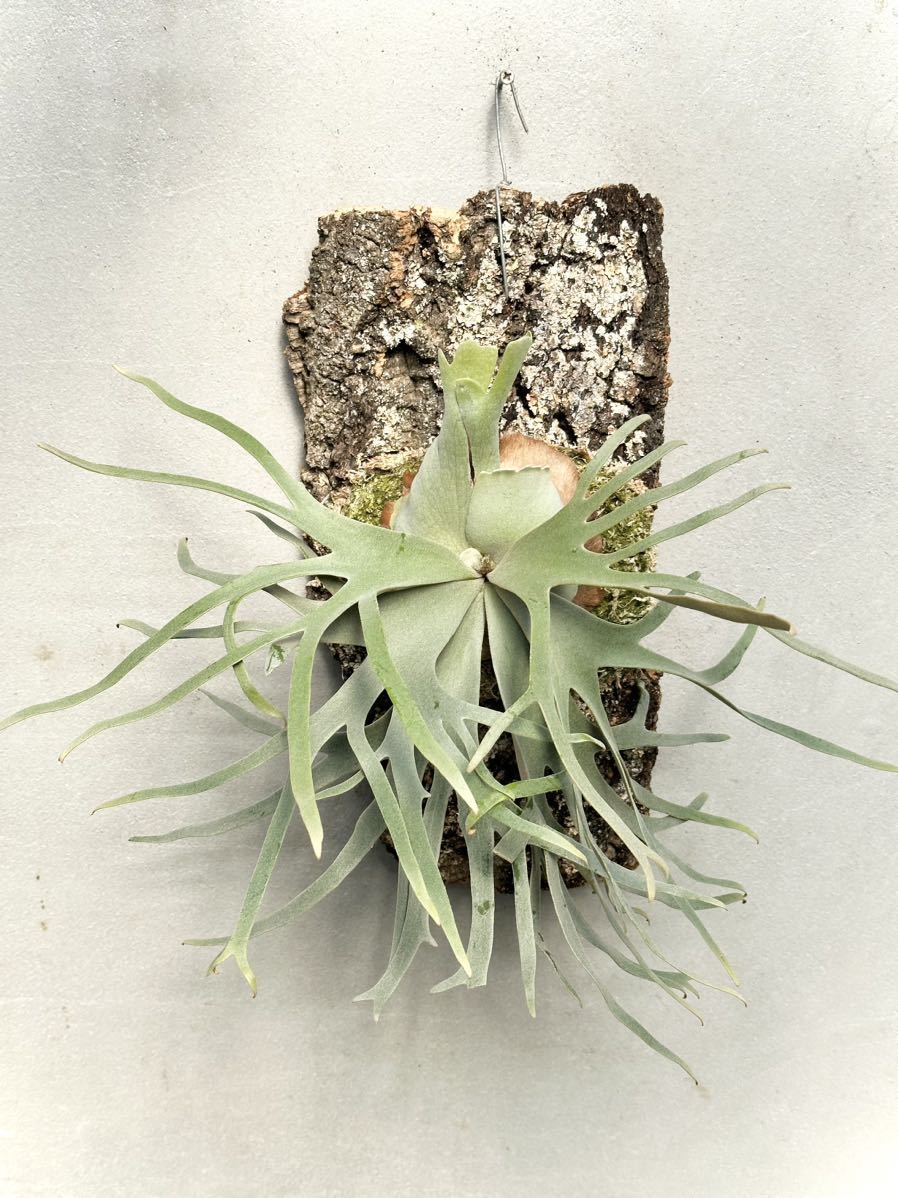 Yahoo!オークション - P. willinckii 'Jade Girl' spore grown Yahoo!オークション - P. willinckii 'Jade Girl' spore grown