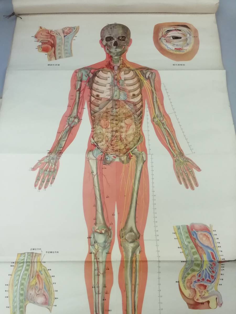 人体模型 人体図６枚 針灸模型1体 中華人民共和国製 十四経穴位解剖珪図 東洋医学の画像2