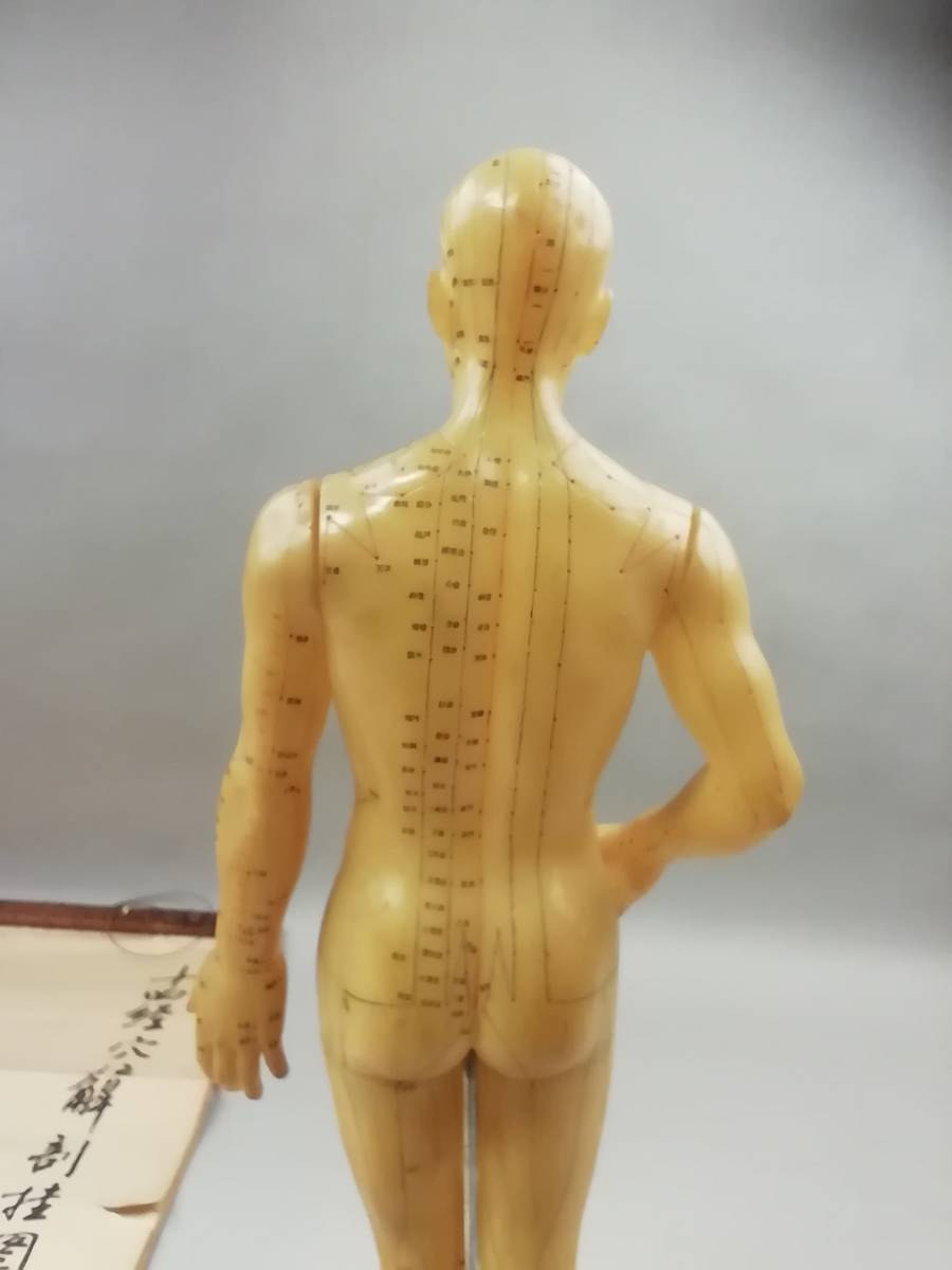 人体模型 人体図６枚 針灸模型1体 中華人民共和国製 十四経穴位解剖珪図 東洋医学の画像9