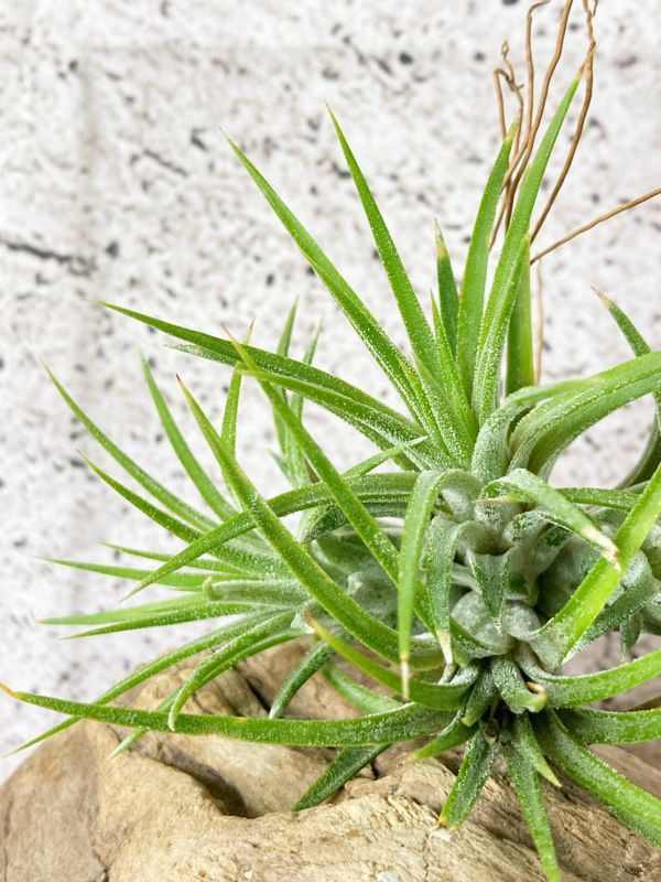 [Frontier Plants]chi Ran jia* Io naan ta*a ruby noT. ionantha Albinobrome rear air plant 