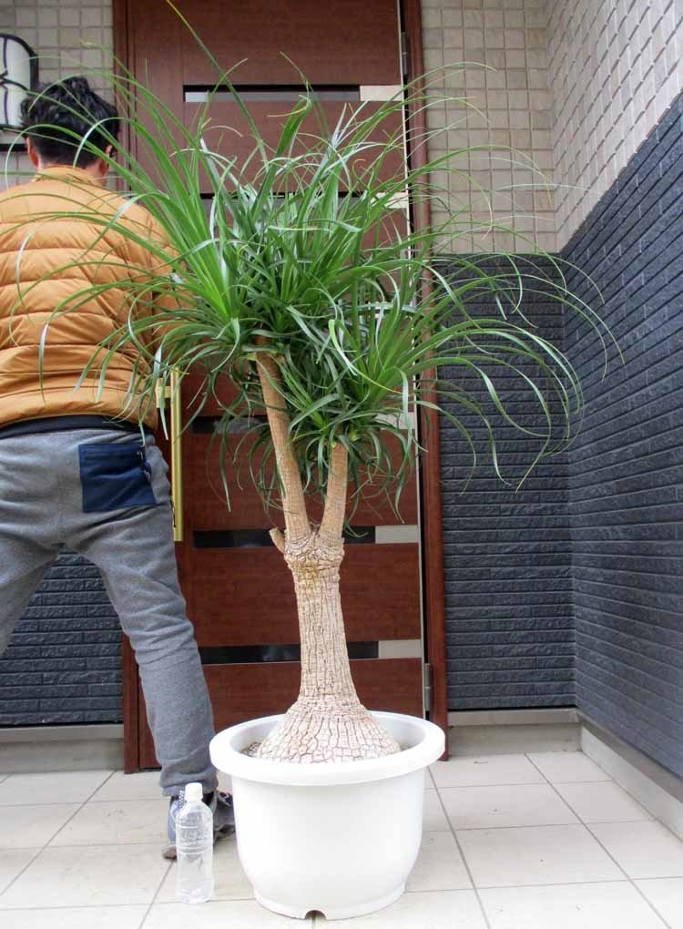 【62%OFF!】 トックリラン ノリナ 大株 ecousarecycling.com