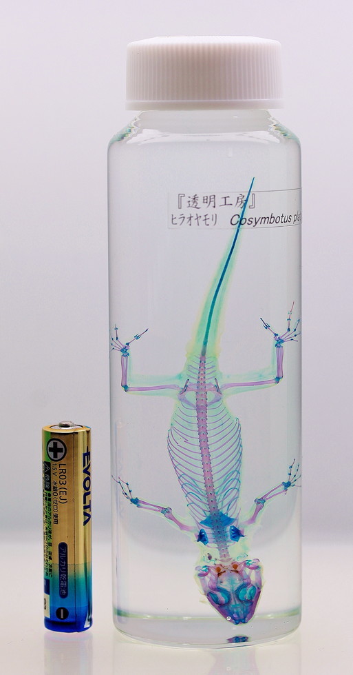 □□透明標本□□ヒラオヤモリ☆透明工房☆ アンティーク