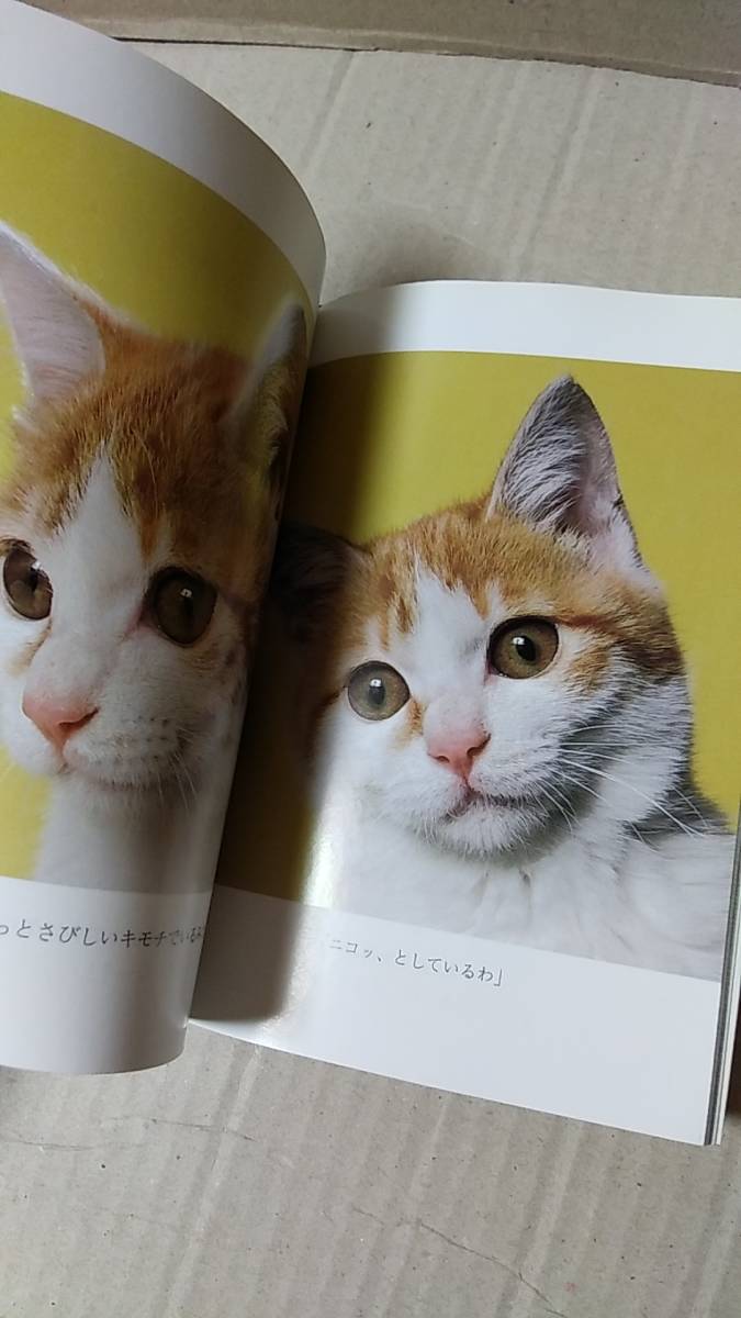 書籍/猫、写真　岩合光昭、岩合日出子 / 海ちゃん ある猫の物語　2001年9刷　新潮文庫　中古_画像4