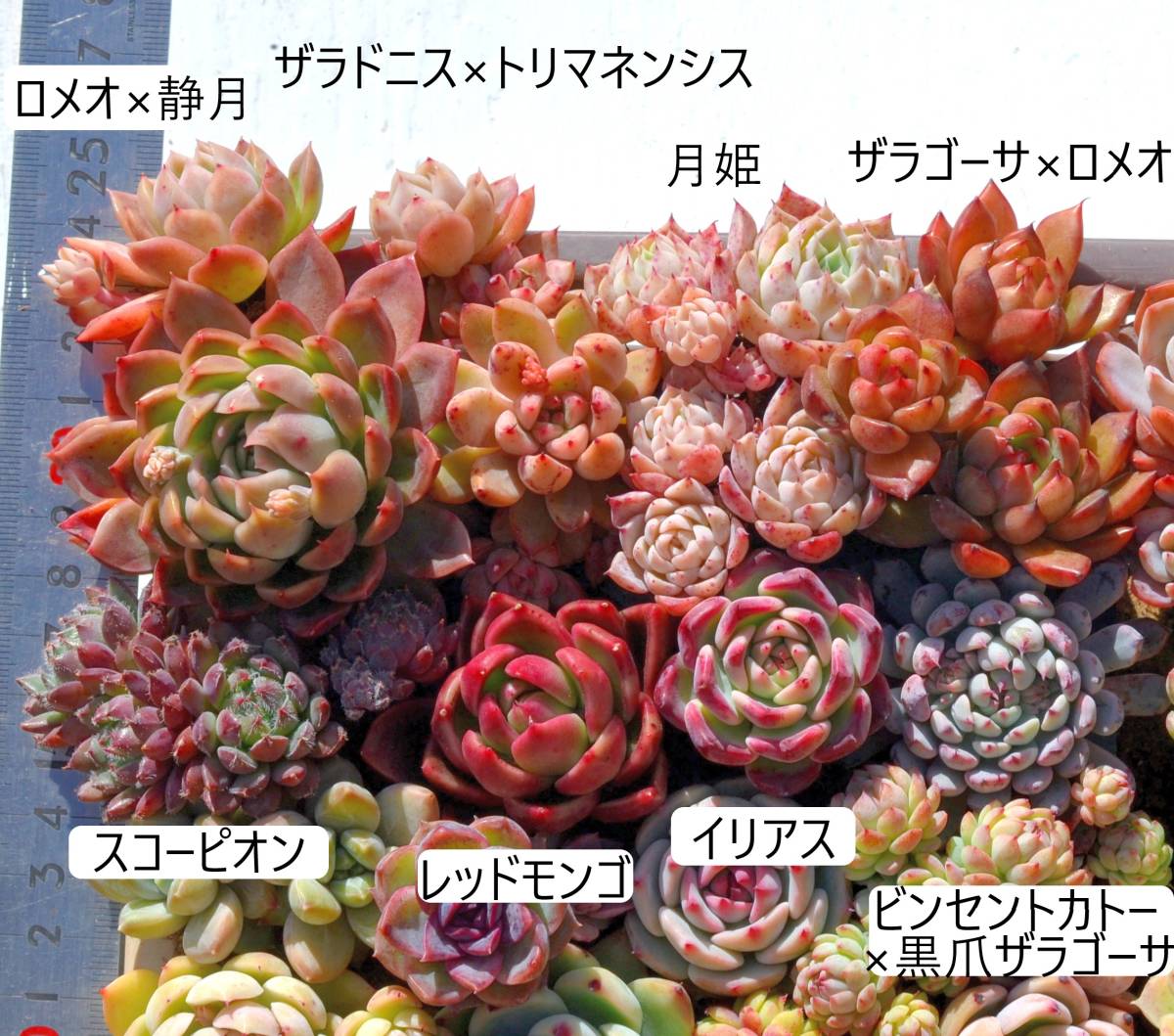 彡多肉 エケベリアなど根付き苗48種(中古/送料無料)のヤフオク落札情報