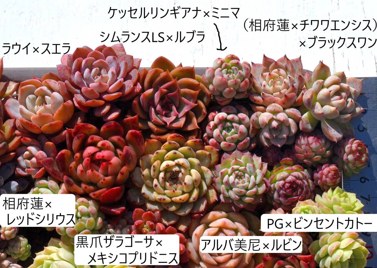 彡多肉 エケベリアなど根付き苗48種(中古/送料無料)のヤフオク落札情報