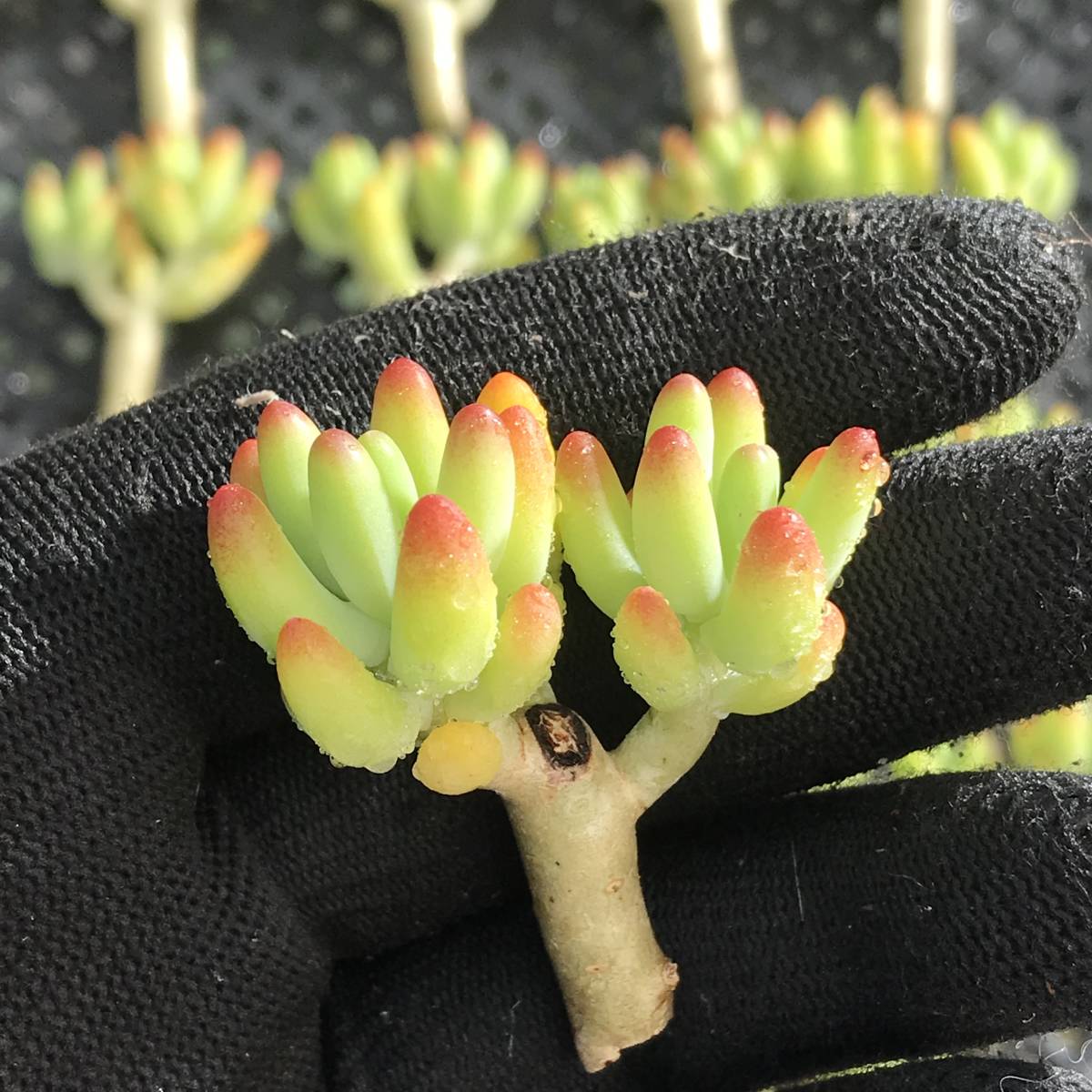 919多肉植物 エケベリア八千代 株 超美苗 サボテン 観葉植物 花 園芸 中古 のヤフオク落札情報 919多肉植物 エケベリア八千代 株 超美苗 サボテン 観葉植物 花 園芸 中古 のヤフオク落札情報