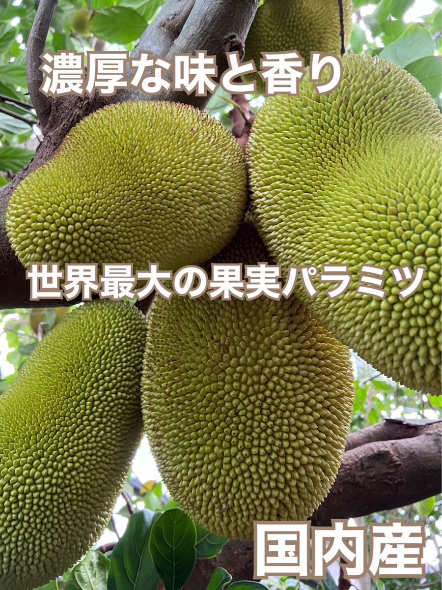 沖縄産濃厚で甘い世界最大の果実パラミツ(ジャックフルーツ 沖縄産濃厚で甘い世界最大の果実パラミツ(ジャックフルーツ