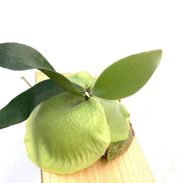 注目ブランド ビカクシダ Platycerium 観葉 コウモリラン フーンシキ