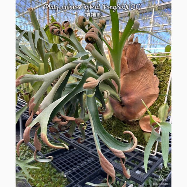 注目ブランド ビカクシダ Platycerium 観葉 コウモリラン フーンシキ