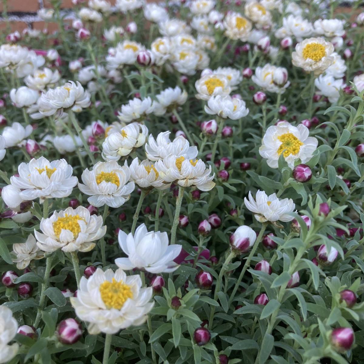 23新苗初出荷セール 映える寄せ植えに 花かんざし 10 5cm 4ポット 新品 のヤフオク落札情報 23新苗初出荷セール 映える寄せ植えに 花かんざし 10 5cm 4ポット 新品 のヤフオク落札情報