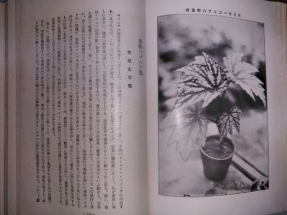 昭和6年「最新花弁園芸　温室植物篇1」石井勇義_画像6