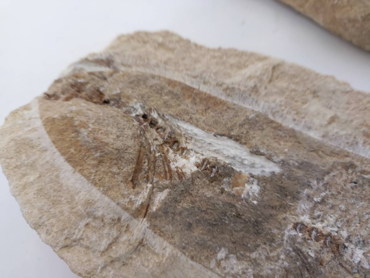 化石 魚 詳細不明 アンティーク 鑑賞 石 飾り物 オブジェ 置物 骨董 インテリア 魚類 化石標本の画像3