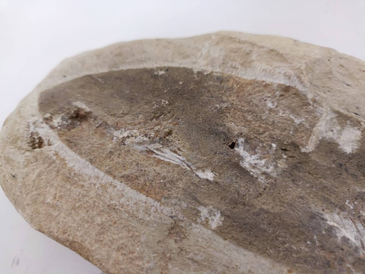 化石 魚 詳細不明 アンティーク 鑑賞 石 飾り物 オブジェ 置物 骨董 インテリア 魚類 化石標本の画像5