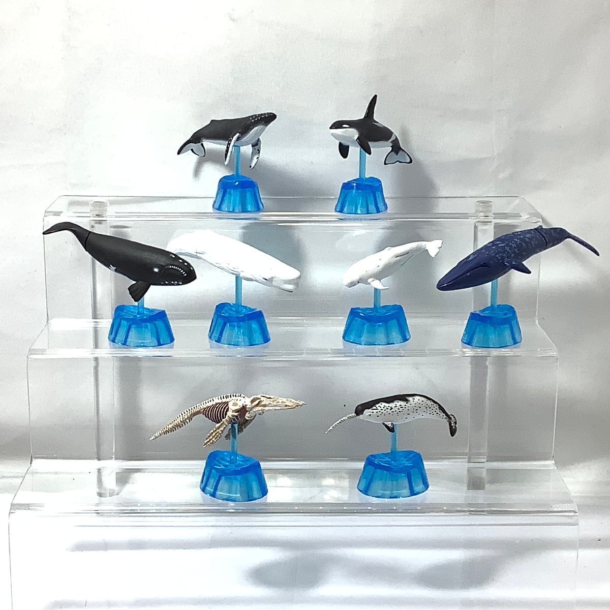 開封品 地球生命紀行 クジラ 8種セット フィギュア コレクション エポック フルコンプ シークレット入り