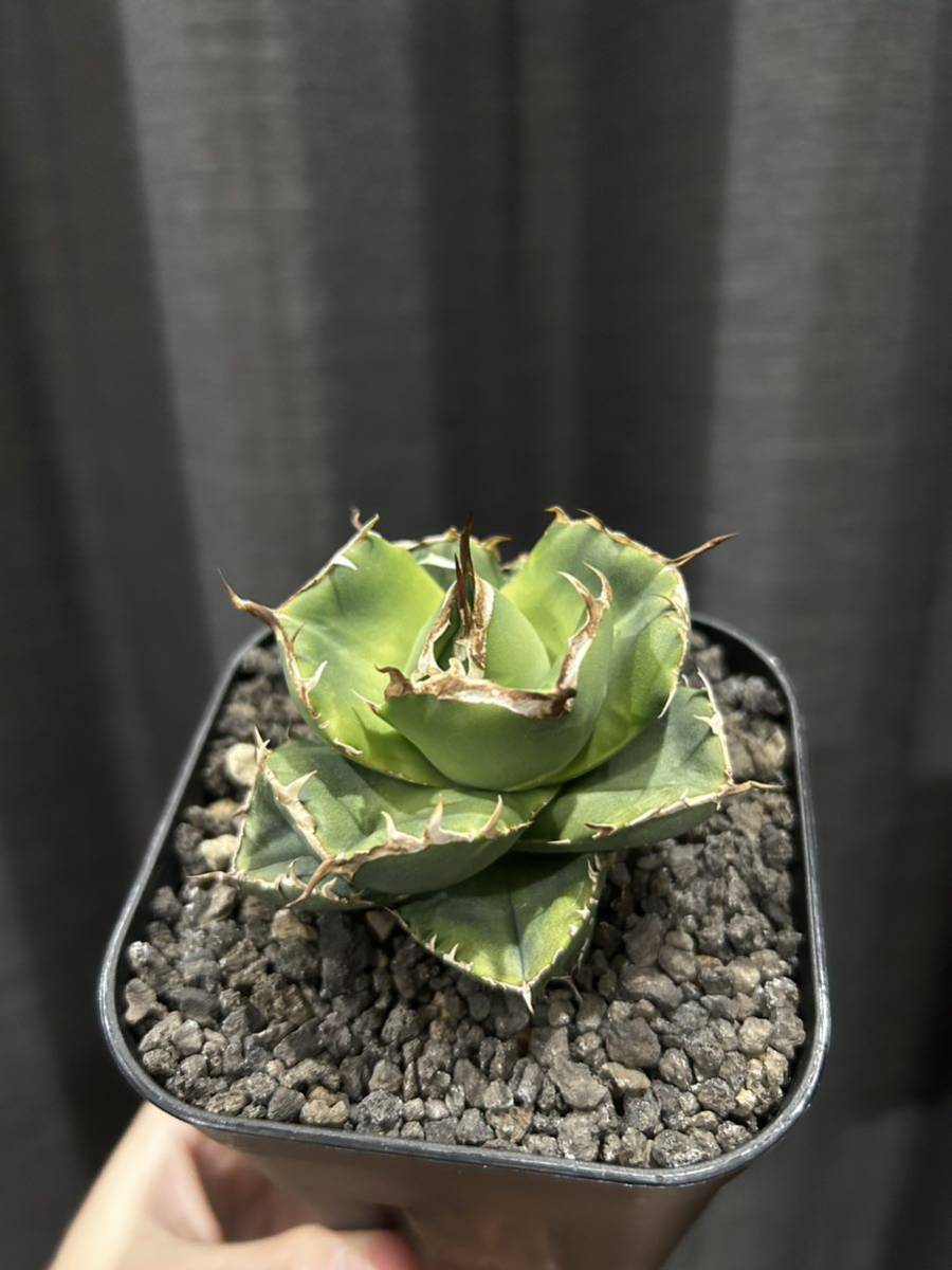 2極タイプ アガベ チタノタ ノーネーム ムチムチ - 植物/観葉植物