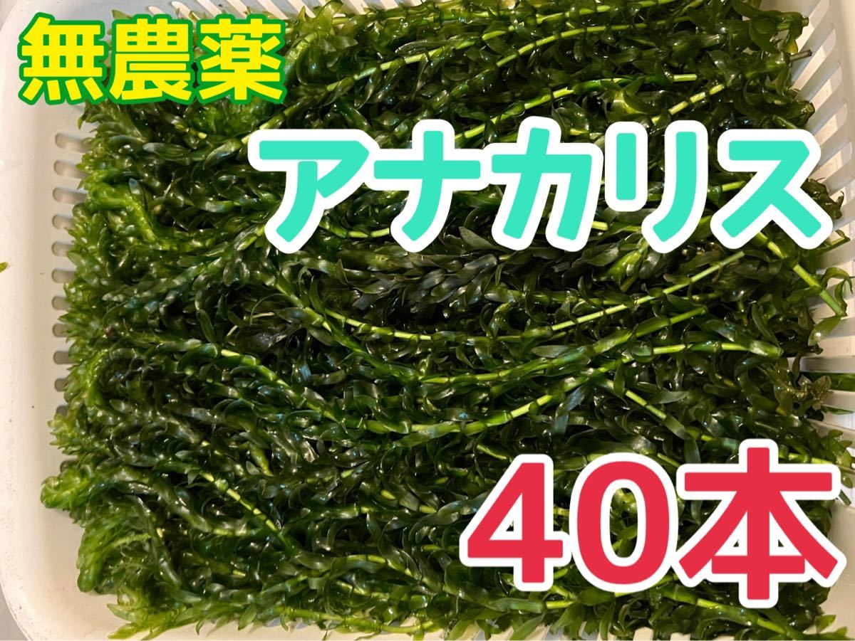 10本20cm以上 無農薬アナカリス(オオカナダモ)餌水草金魚草金魚藻 - 魚用品