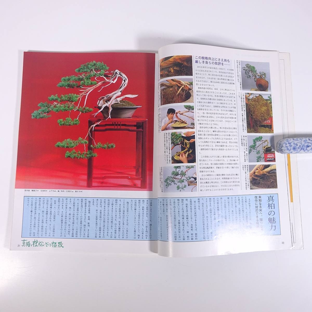  monthly modern times bonsai No.85 1984/11 modern times publish magazine bonsai integrated magazine gardening gardening plant special collection * genuine Kashiwa . company pine that ultimate . Gin * car li another 