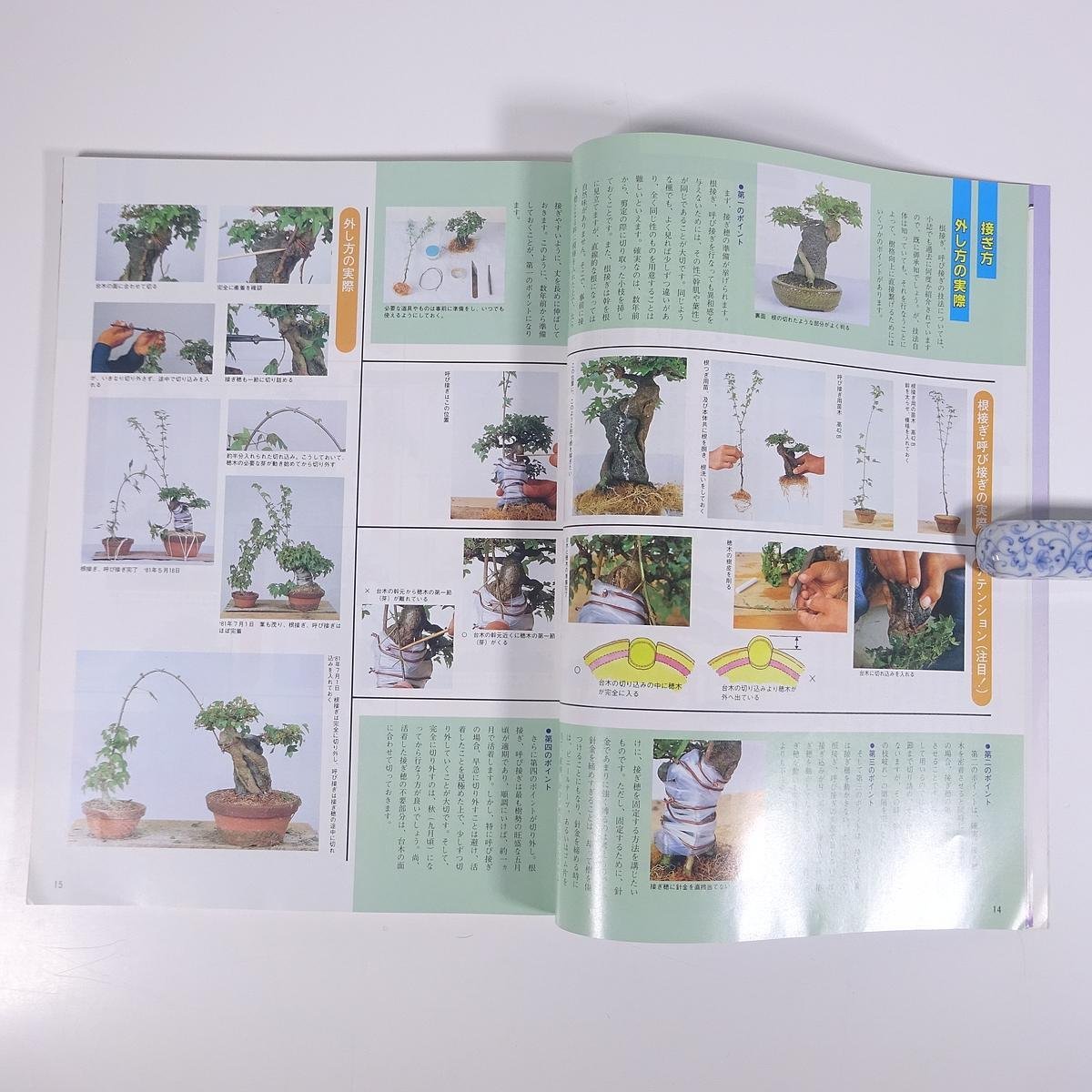 月刊 近代盆栽 No.105 1986/7 近代出版 雑誌 盆栽総合誌 園芸 ガーデニング 植物 特集・全国出張ドクター かえで石付き ぶな・4年間 ほか_画像7