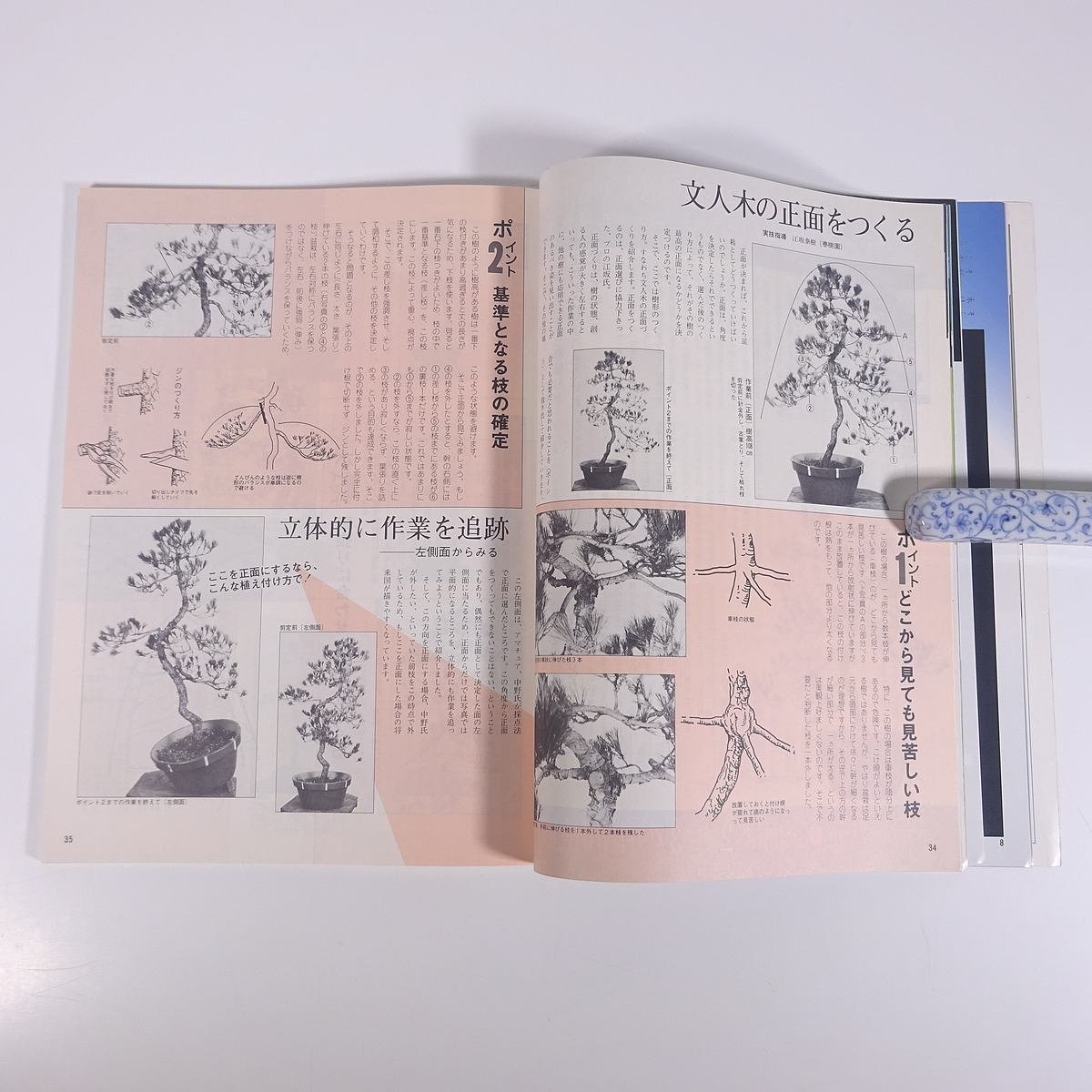 月刊 近代盆栽 No.83 1984/9 近代出版 雑誌 盆栽総合誌 園芸 ガーデニング 植物 特集・間違いだらけの正面づくり 盆栽の基本ルールと応用_画像8