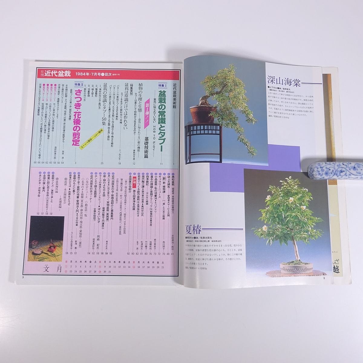 月刊 近代盆栽 No.81 1984/7 近代出版 雑誌 盆栽総合誌 園芸 ガーデニング 植物 特集・盆栽の常識とタブー さつき・花後の剪定 ほか_画像6