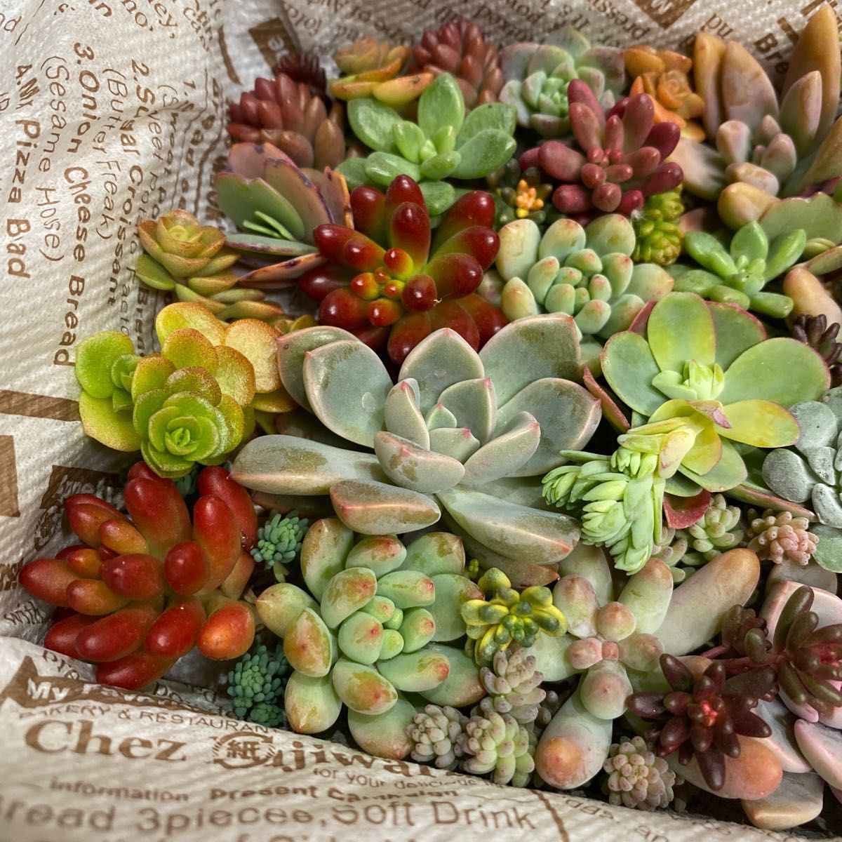 SALE/81%OFF】 多肉植物 カット苗 40種類以上詰め合わせ xn--ickqi8d2c.jp
