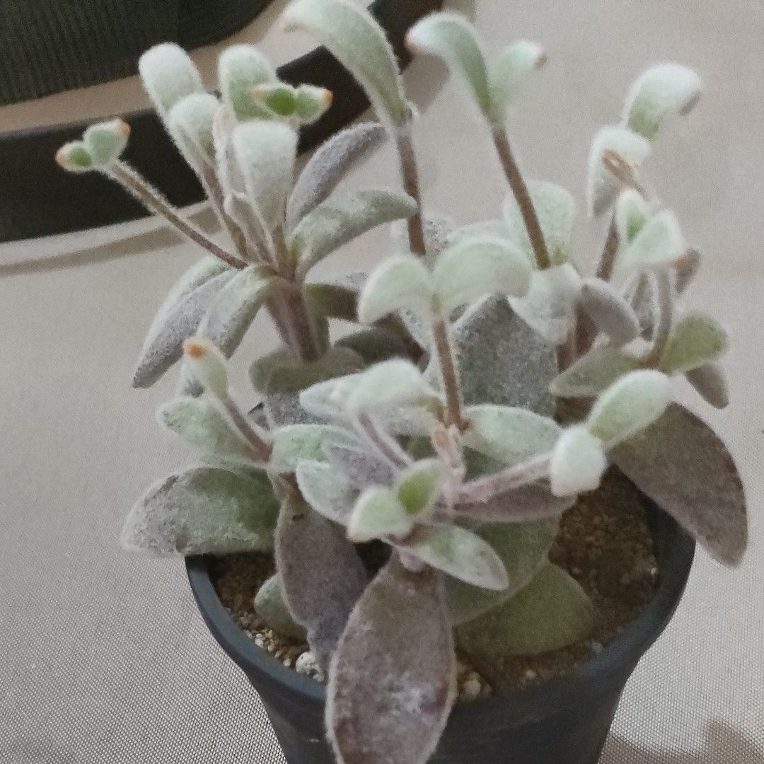 サボテン 多肉植物 ハオルチア 玉扇