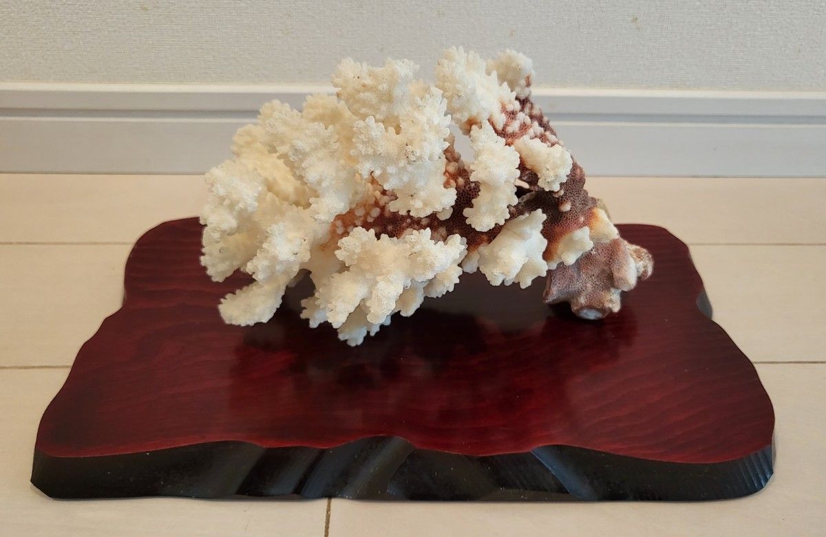 天然珊瑚の置物-