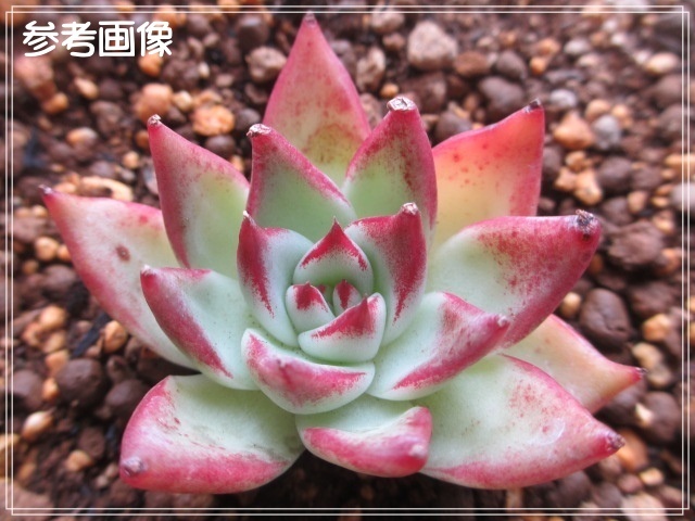 ヤフオク! - ☆多肉植物☆レッドスーパークローン☆韓国苗☆カット苗
