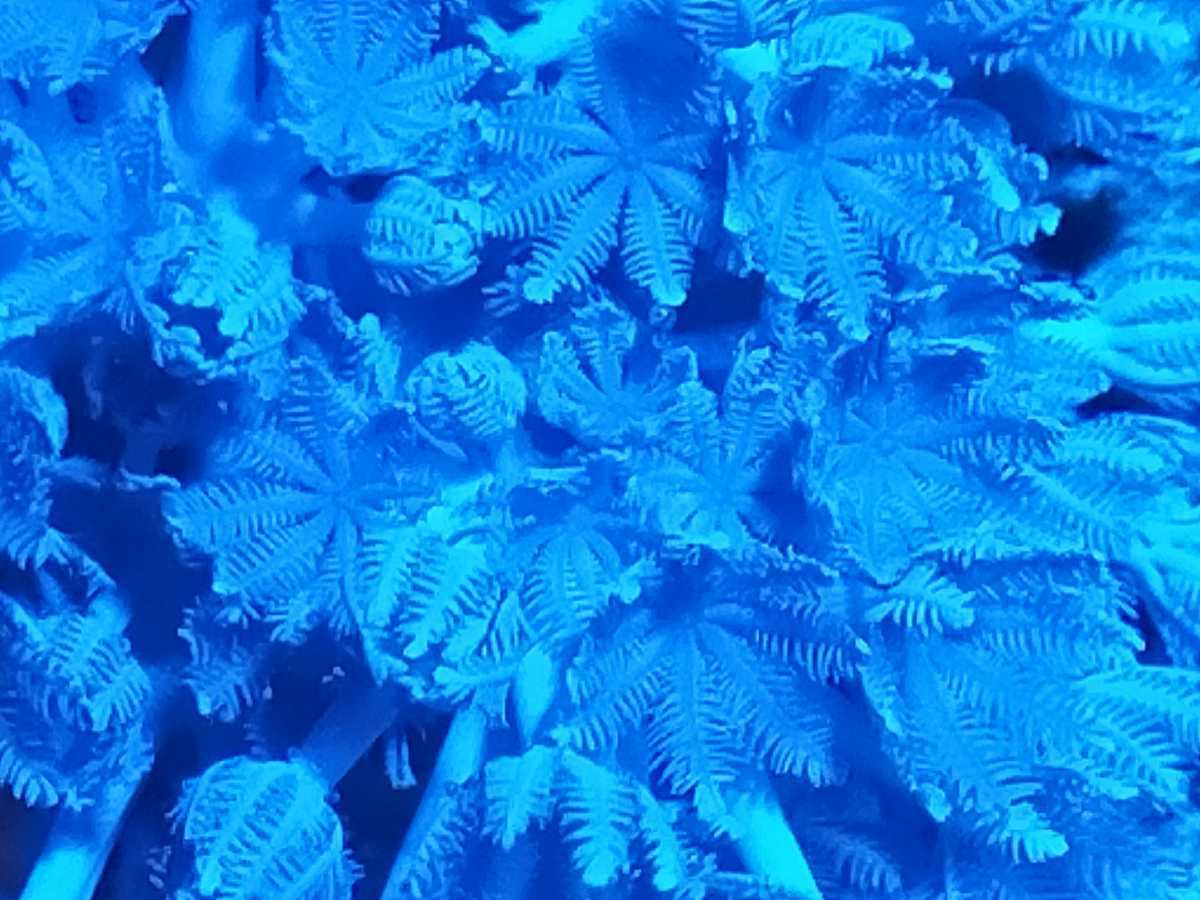 マメスナ／サンゴ パクパクウミアザミの画像7