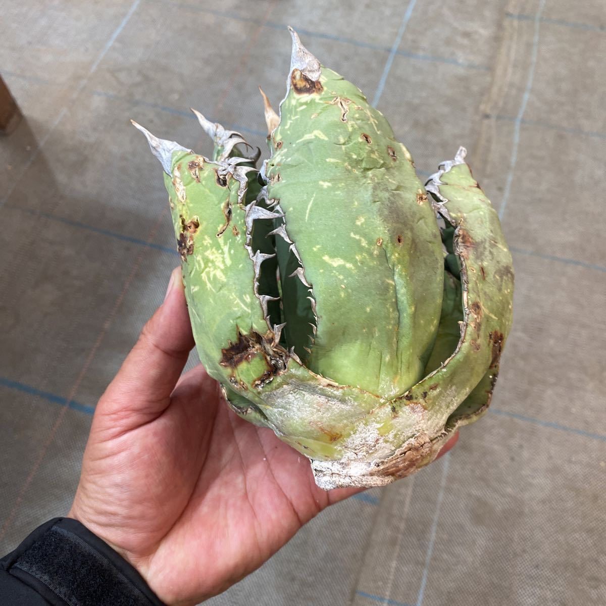 今日の超目玉】 アガべ オテロイ オアハカ コレクション株 活着済み