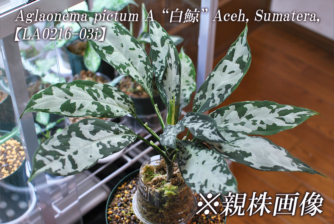 Yahoo!オークション - Aglaonema pictum A “白鯨” Aceh Sumatera Yahoo!オークション - Aglaonema pictum A “白鯨” Aceh Sumatera