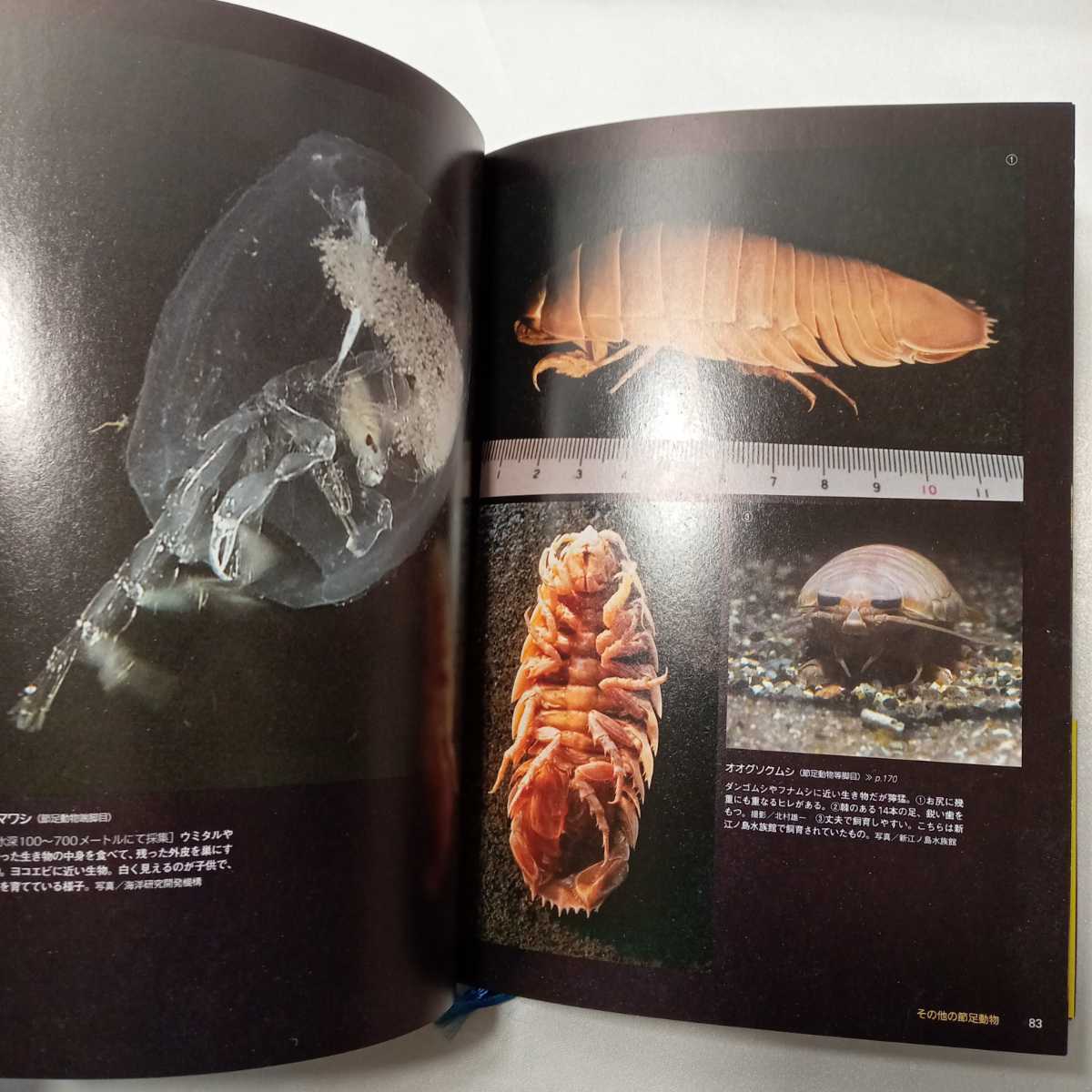 zaa-412! deep sea world pie Inter National (2012/11)+ deep sea living thing file your .. not darkness world. . people 2 pcs. set 