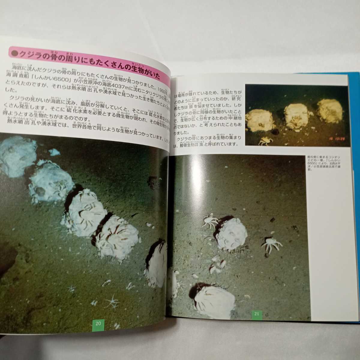 zaa-412♪子供の科学・サイエンスブックス 深海の不思議な生物―過酷な深海で生き抜くための奇妙な姿と生態 藤倉克則【監】誠文堂新光社_画像4