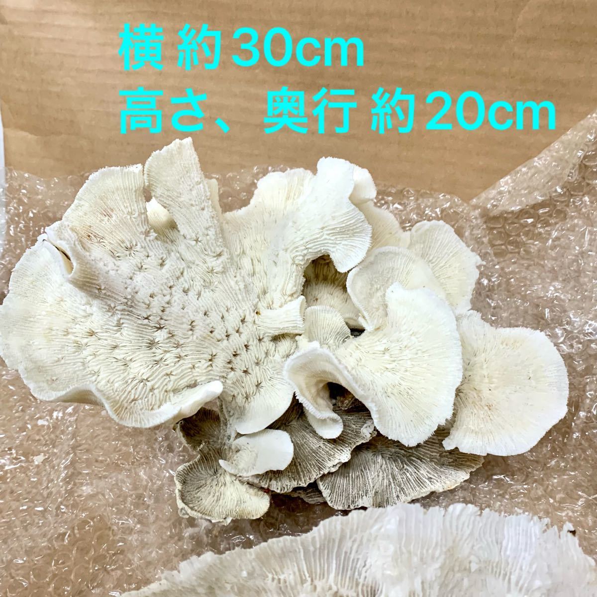 【白サンゴ】珊瑚 (約)20cm×1個、30cm×1個、35cm×1個 3個セット オブジェ 化石 まとめ インテリア アクアリウム 水槽レイアウト S-1_画像2