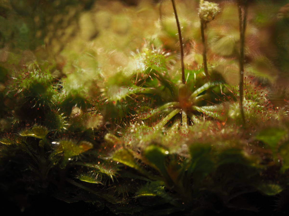 Drosera burkeana less .. kind stock . seedling 3 stock * explanation field necessary check flask seedling meal insect plant mousengokedoro Sera 