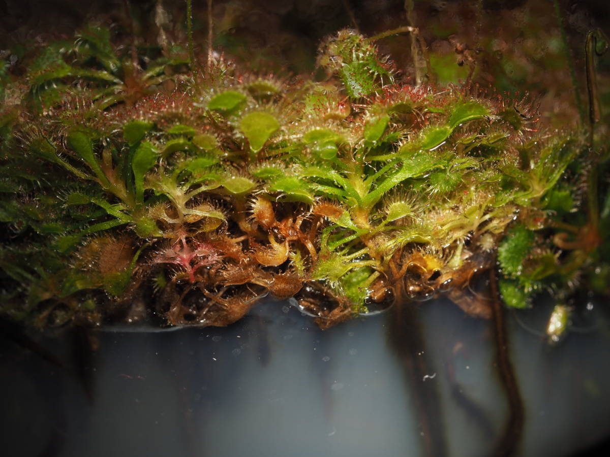 Drosera burkeana less .. kind stock . seedling 3 stock * explanation field necessary check flask seedling meal insect plant mousengokedoro Sera 