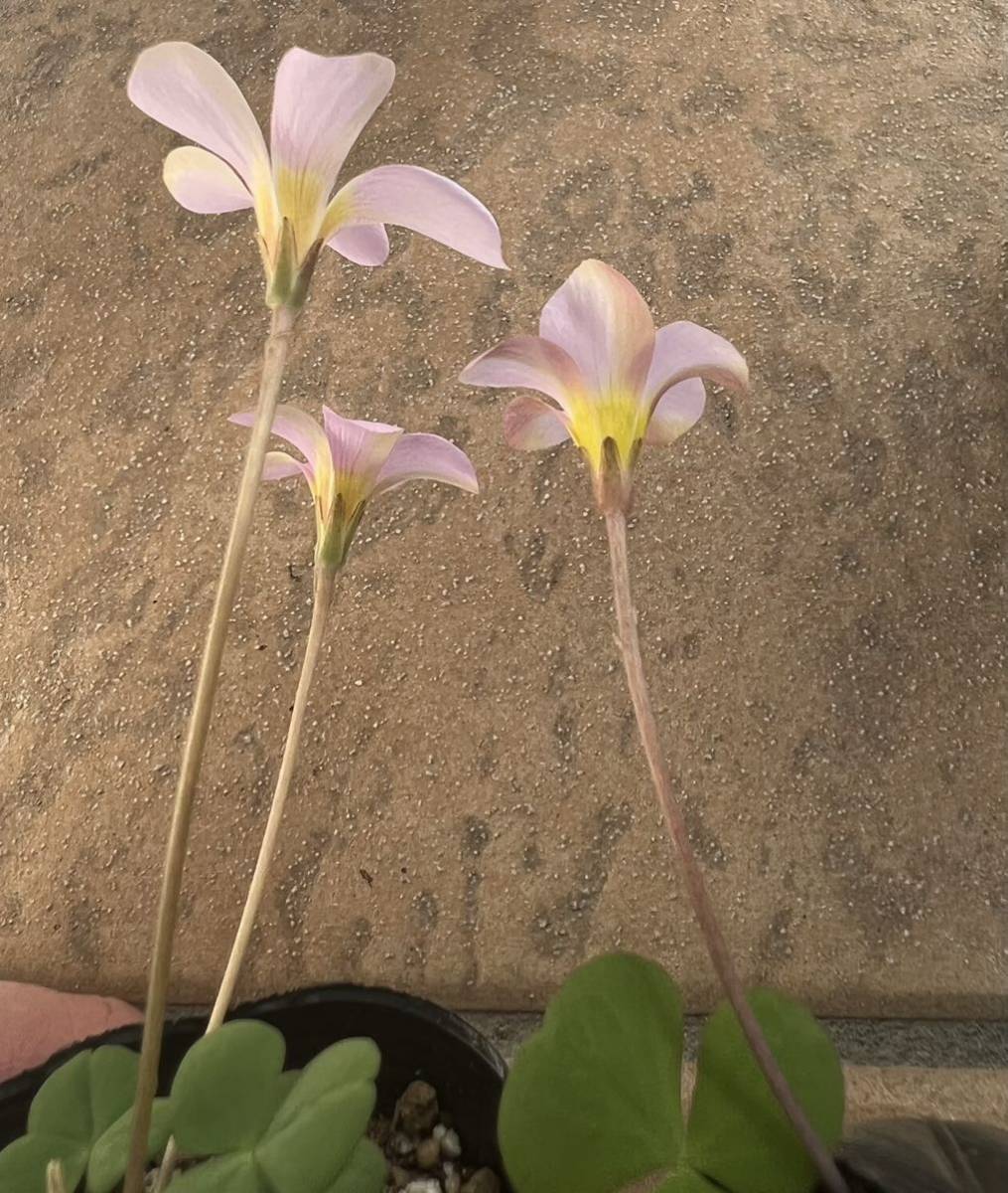 Oxalis fergusonia（Telos）多肉質な葉・淡いピンク色のお花は終わりました_右側です（お花終了）