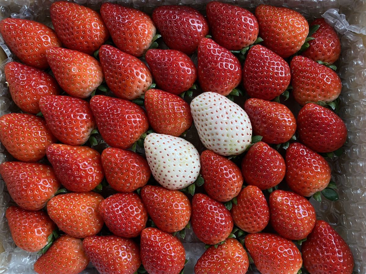 ヤフオク! 収穫当日出荷! 栃木県産いちご とちあいか 約750g ☆... 無農薬青南高梅 出荷日手取り収穫 5kg