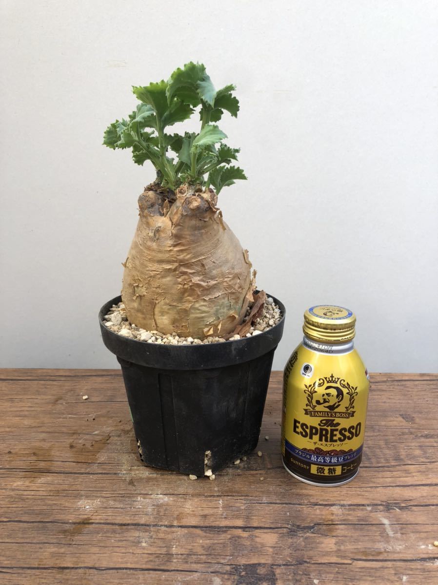 キフォステンマ マクロプス ⑩ 発根済 コーデックス 塊根植物 パキプス