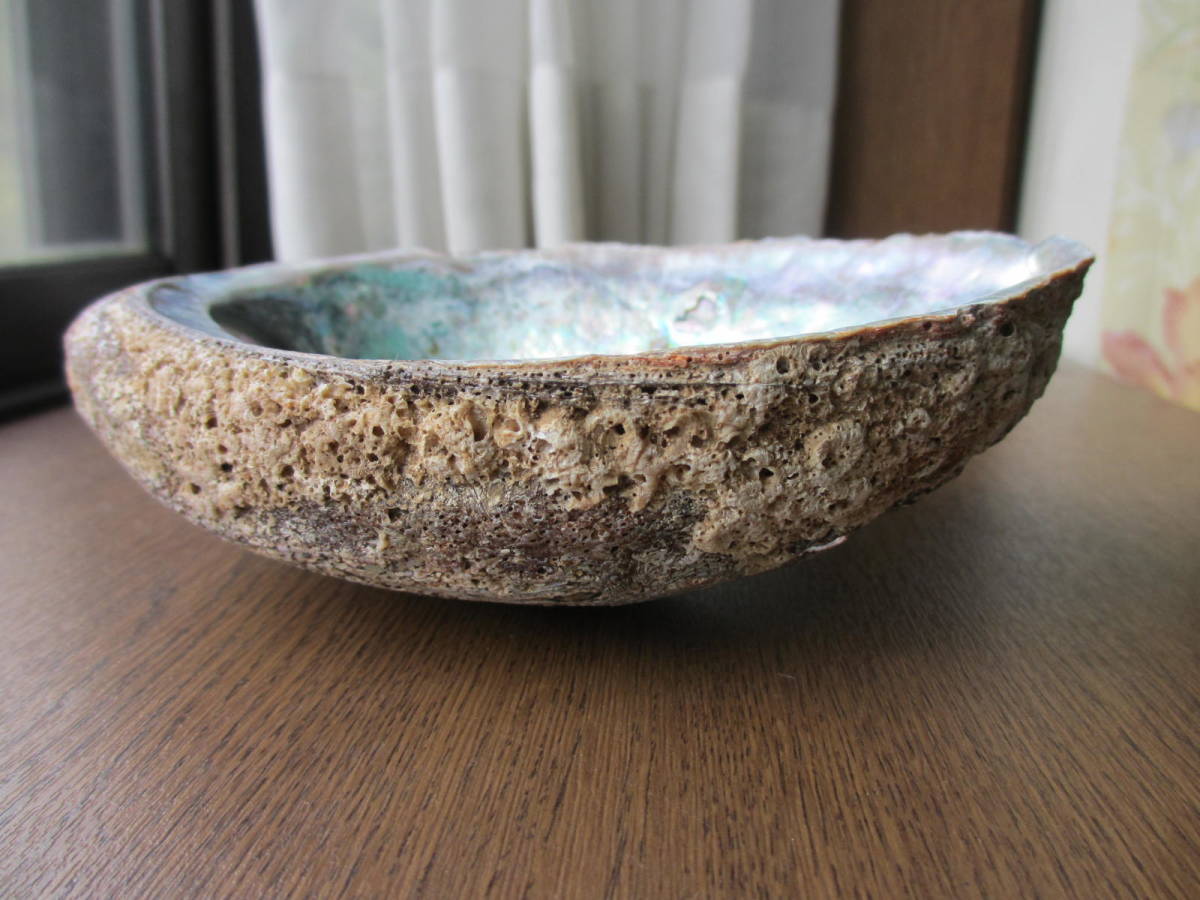 メキシコアワビ 鮑貝 未加工 貝殻 大 16,5×13センチ 196グラム